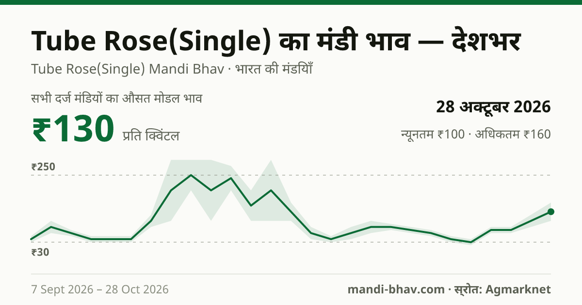 देशभर में Tube Rose(Single) का मंडी भाव 28 अक्टूबर 2026: औसत मोडल ₹130 प्रति क्विंटल, भाव के रुझान का चार्ट