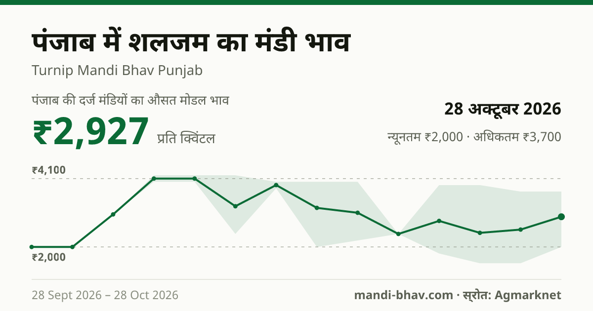 पंजाब में शलजम का मंडी भाव 28 अक्टूबर 2026: औसत मोडल ₹2,927 प्रति क्विंटल, भाव के रुझान का चार्ट