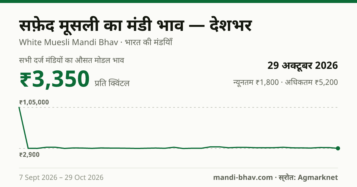 देशभर में सफ़ेद मूसली का मंडी भाव 29 अक्टूबर 2026: औसत मोडल ₹3,350 प्रति क्विंटल, भाव के रुझान का चार्ट