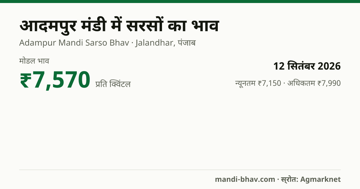 आदमपुर मंडी में सरसों का भाव 12 सितंबर 2026: मोडल ₹7,570 प्रति क्विंटल, भाव के रुझान का चार्ट
