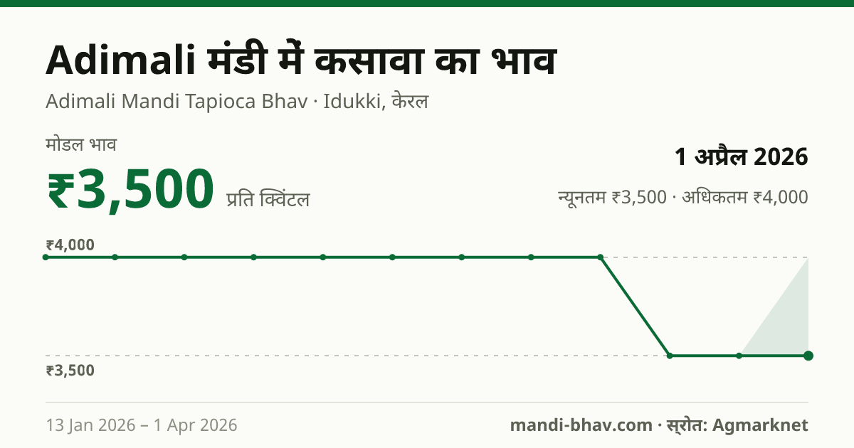 Adimali मंडी में कसावा का भाव 1 अप्रैल 2026: मोडल ₹3,500 प्रति क्विंटल, भाव के रुझान का चार्ट
