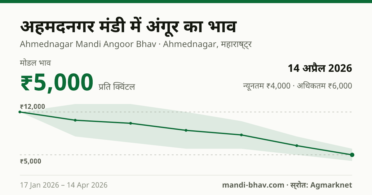 अहमदनगर मंडी में अंगूर का भाव 14 अप्रैल 2026: मोडल ₹5,000 प्रति क्विंटल, भाव के रुझान का चार्ट