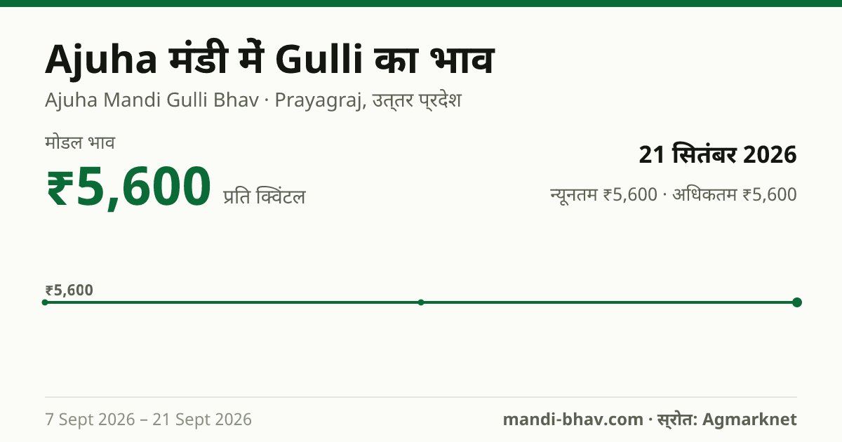 Ajuha मंडी में Gulli का भाव 21 सितंबर 2026: मोडल ₹5,600 प्रति क्विंटल, भाव के रुझान का चार्ट