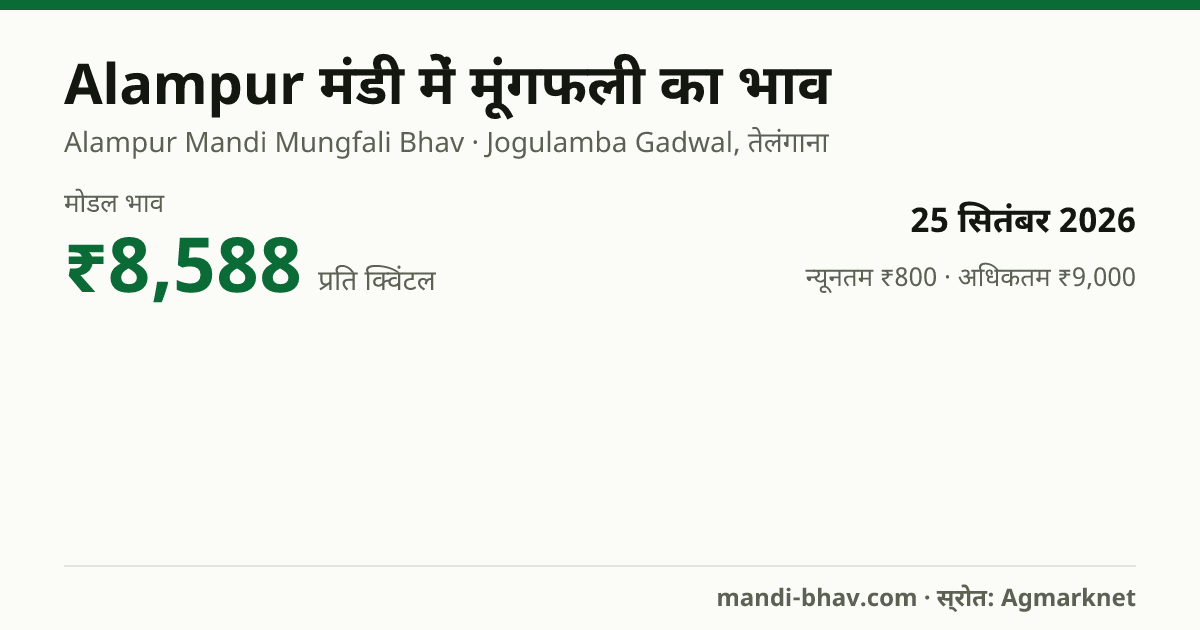 Alampur मंडी में मूंगफली का भाव 25 सितंबर 2026: मोडल ₹8,588 प्रति क्विंटल, भाव के रुझान का चार्ट