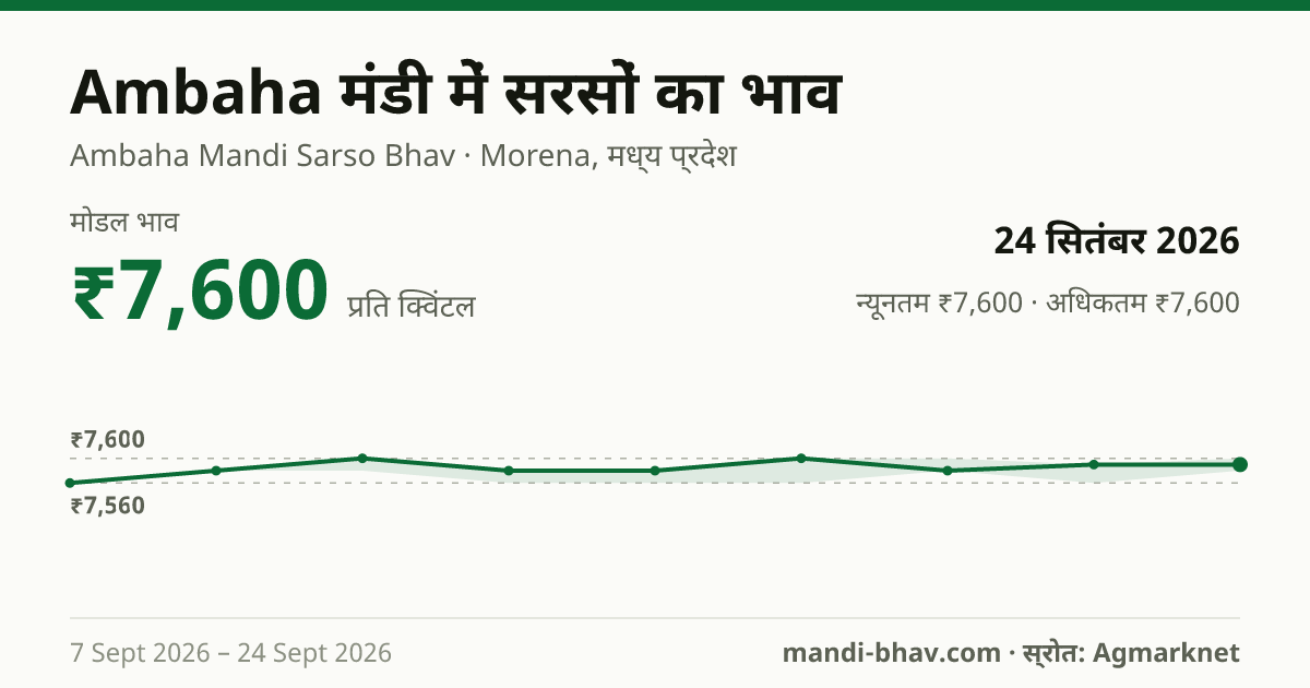 Ambaha मंडी में सरसों का भाव 24 सितंबर 2026: मोडल ₹7,600 प्रति क्विंटल, भाव के रुझान का चार्ट