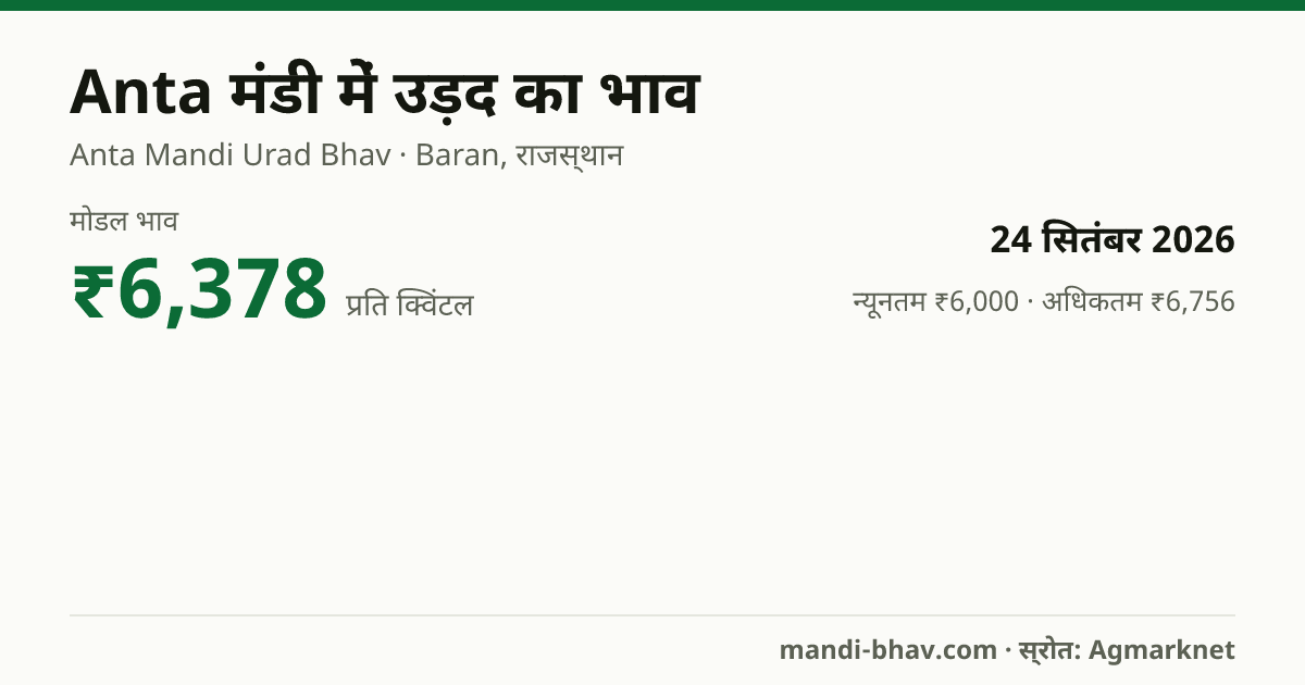 Anta मंडी में उड़द का भाव 24 सितंबर 2026: मोडल ₹6,378 प्रति क्विंटल, भाव के रुझान का चार्ट