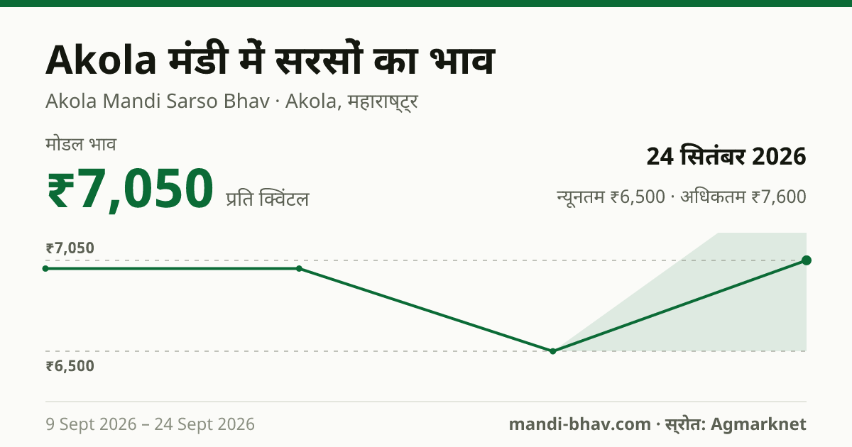 Akola मंडी में सरसों का भाव 24 सितंबर 2026: मोडल ₹7,050 प्रति क्विंटल, भाव के रुझान का चार्ट