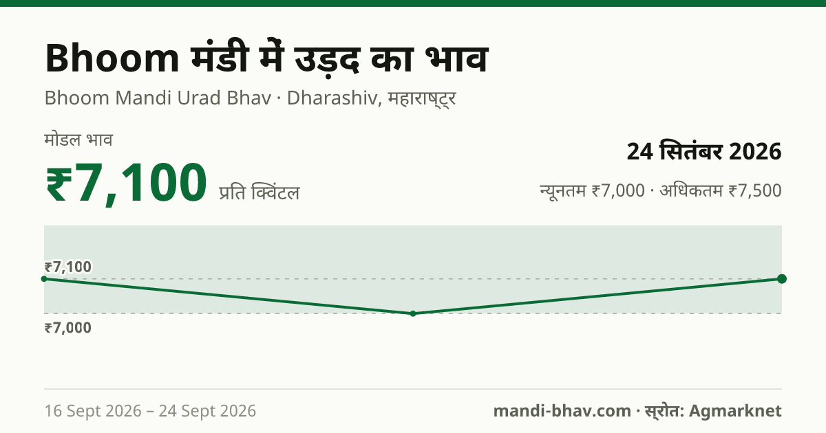 Bhoom मंडी में उड़द का भाव 24 सितंबर 2026: मोडल ₹7,100 प्रति क्विंटल, भाव के रुझान का चार्ट
