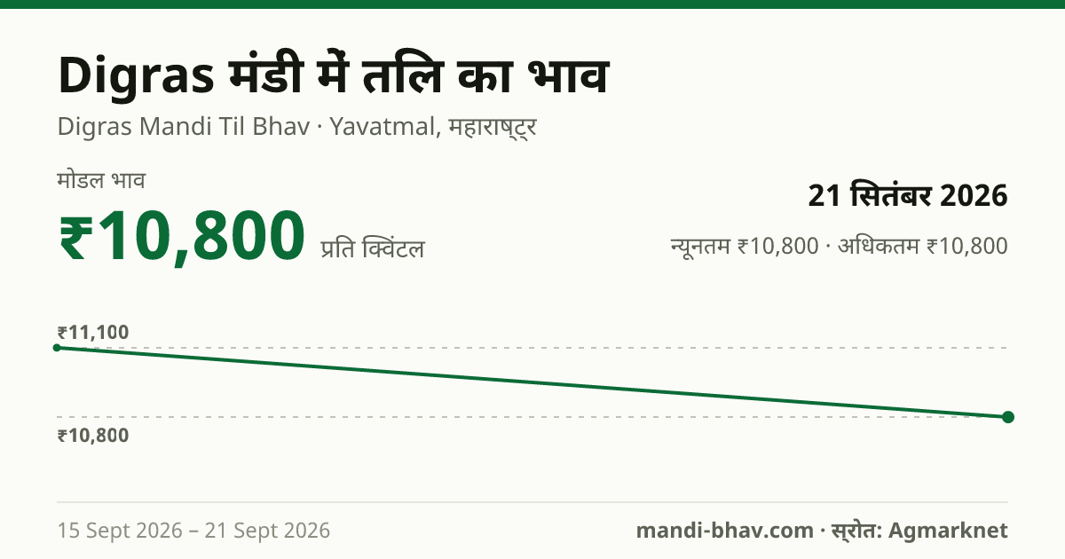Digras मंडी में तिल का भाव 21 सितंबर 2026: मोडल ₹10,800 प्रति क्विंटल, भाव के रुझान का चार्ट