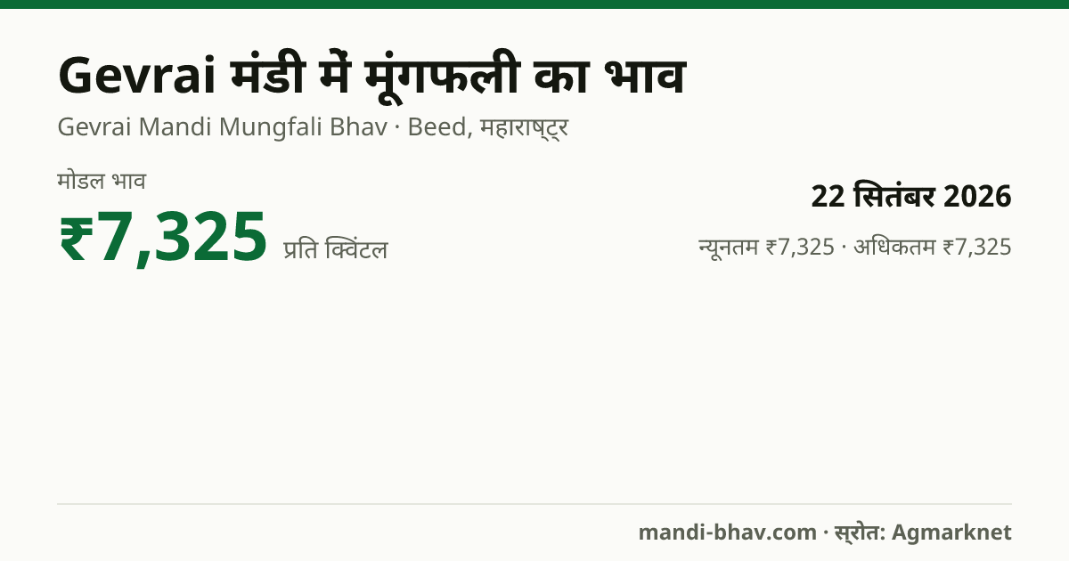 Gevrai मंडी में मूंगफली का भाव 22 सितंबर 2026: मोडल ₹7,325 प्रति क्विंटल, भाव के रुझान का चार्ट