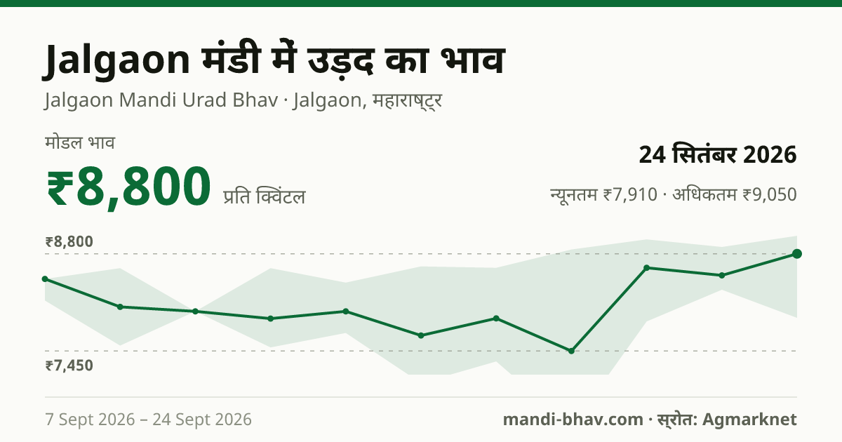 Jalgaon मंडी में उड़द का भाव 24 सितंबर 2026: मोडल ₹8,800 प्रति क्विंटल, भाव के रुझान का चार्ट