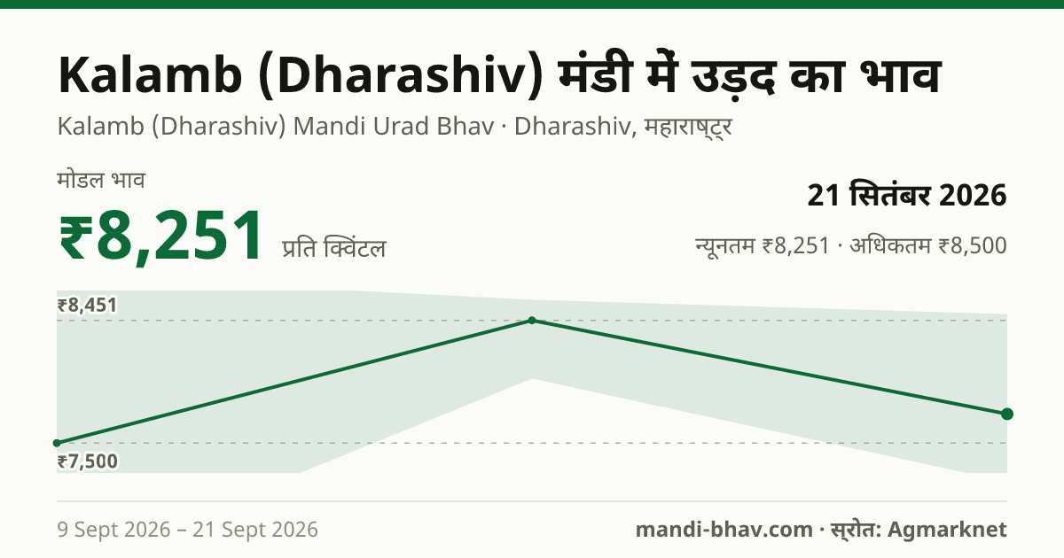 Kalamb (Dharashiv) मंडी में उड़द का भाव 21 सितंबर 2026: मोडल ₹8,251 प्रति क्विंटल, भाव के रुझान का चार्ट