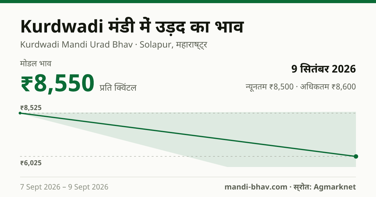 Kurdwadi मंडी में उड़द का भाव 9 सितंबर 2026: मोडल ₹8,550 प्रति क्विंटल, भाव के रुझान का चार्ट