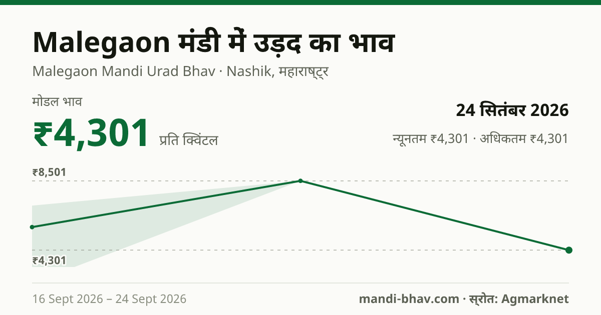 Malegaon मंडी में उड़द का भाव 24 सितंबर 2026: मोडल ₹4,301 प्रति क्विंटल, भाव के रुझान का चार्ट
