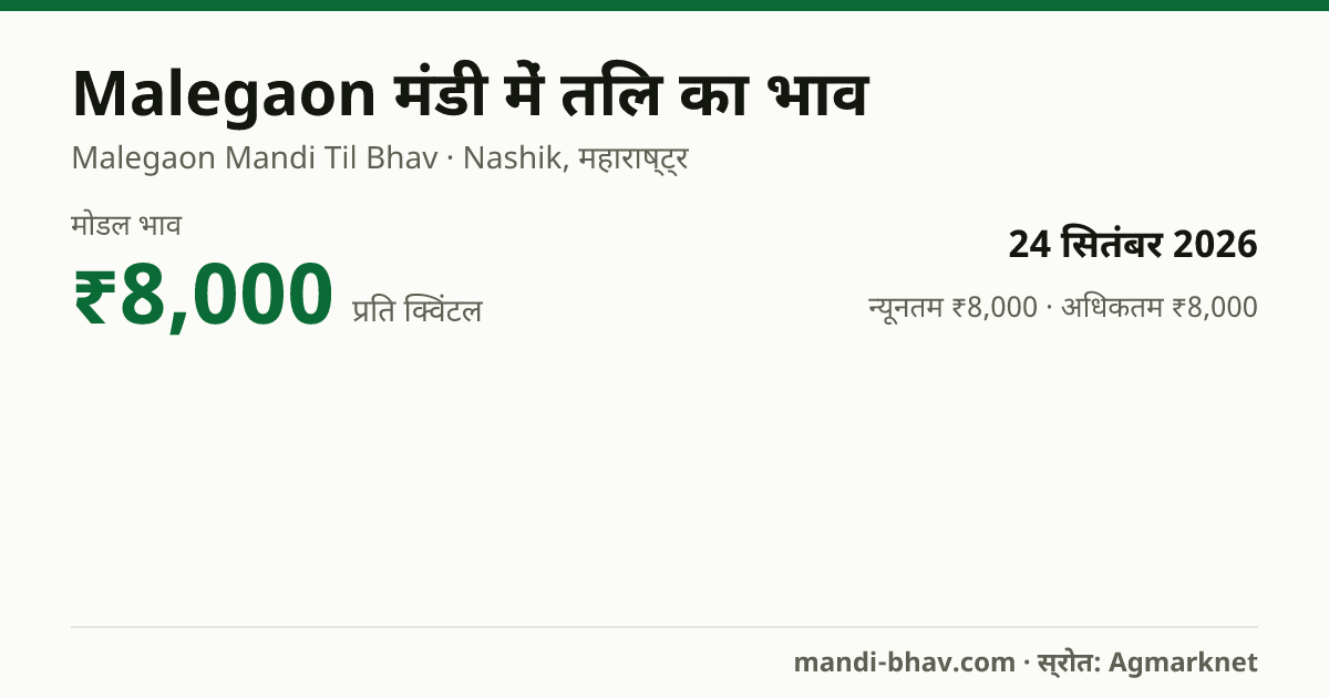 Malegaon मंडी में तिल का भाव 24 सितंबर 2026: मोडल ₹8,000 प्रति क्विंटल, भाव के रुझान का चार्ट