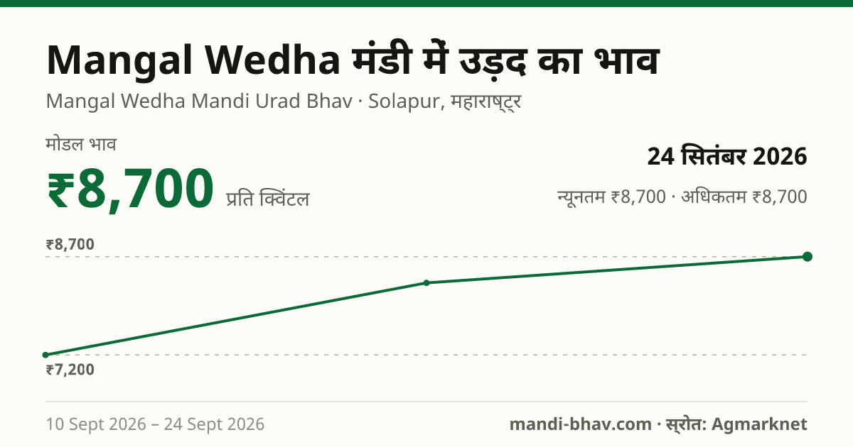 Mangal Wedha मंडी में उड़द का भाव 24 सितंबर 2026: मोडल ₹8,700 प्रति क्विंटल, भाव के रुझान का चार्ट