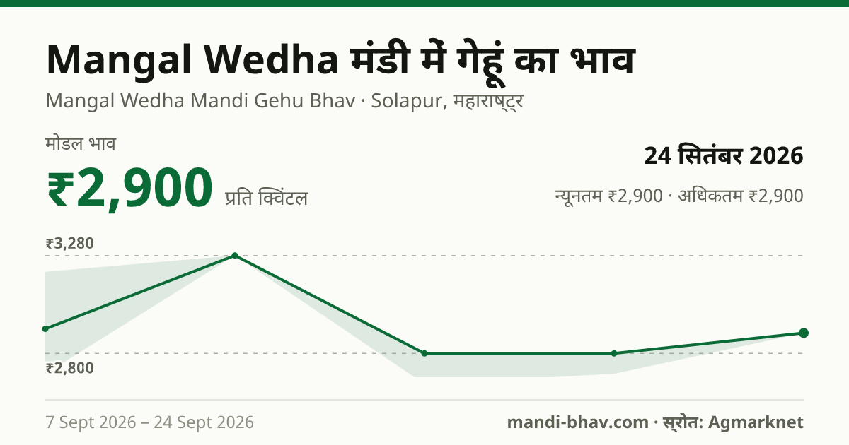 Mangal Wedha मंडी में गेहूं का भाव 24 सितंबर 2026: मोडल ₹2,900 प्रति क्विंटल, भाव के रुझान का चार्ट