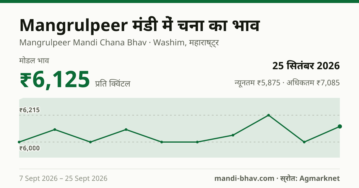 Mangrulpeer मंडी में चना का भाव 25 सितंबर 2026: मोडल ₹6,125 प्रति क्विंटल, भाव के रुझान का चार्ट