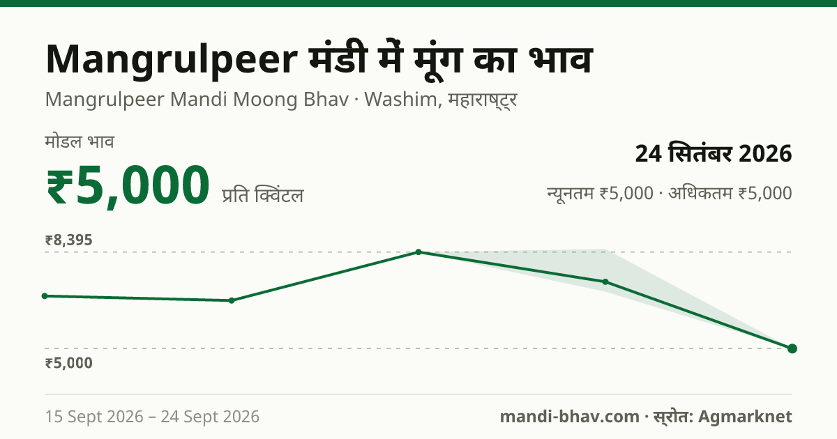 Mangrulpeer मंडी में मूंग का भाव 24 सितंबर 2026: मोडल ₹5,000 प्रति क्विंटल, भाव के रुझान का चार्ट