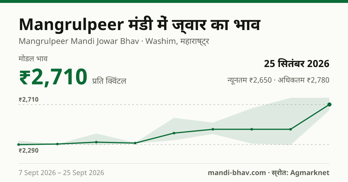 Mangrulpeer मंडी में ज्वार का भाव 25 सितंबर 2026: मोडल ₹2,710 प्रति क्विंटल, भाव के रुझान का चार्ट