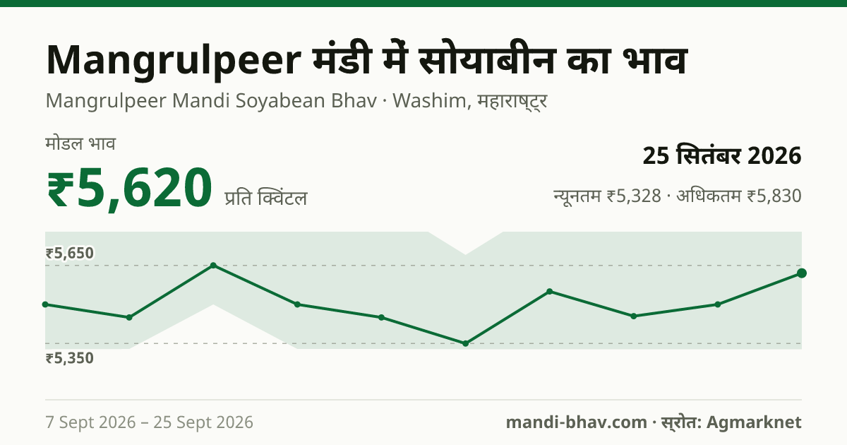 Mangrulpeer मंडी में सोयाबीन का भाव 25 सितंबर 2026: मोडल ₹5,620 प्रति क्विंटल, भाव के रुझान का चार्ट