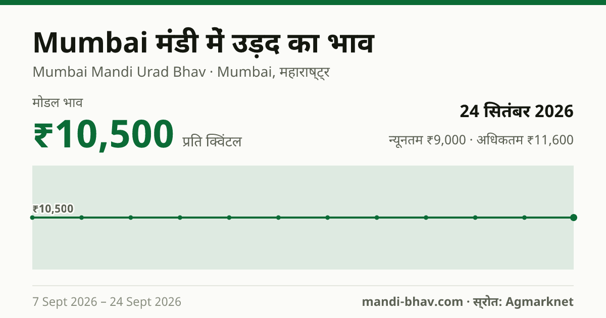 Mumbai मंडी में उड़द का भाव 24 सितंबर 2026: मोडल ₹10,500 प्रति क्विंटल, भाव के रुझान का चार्ट