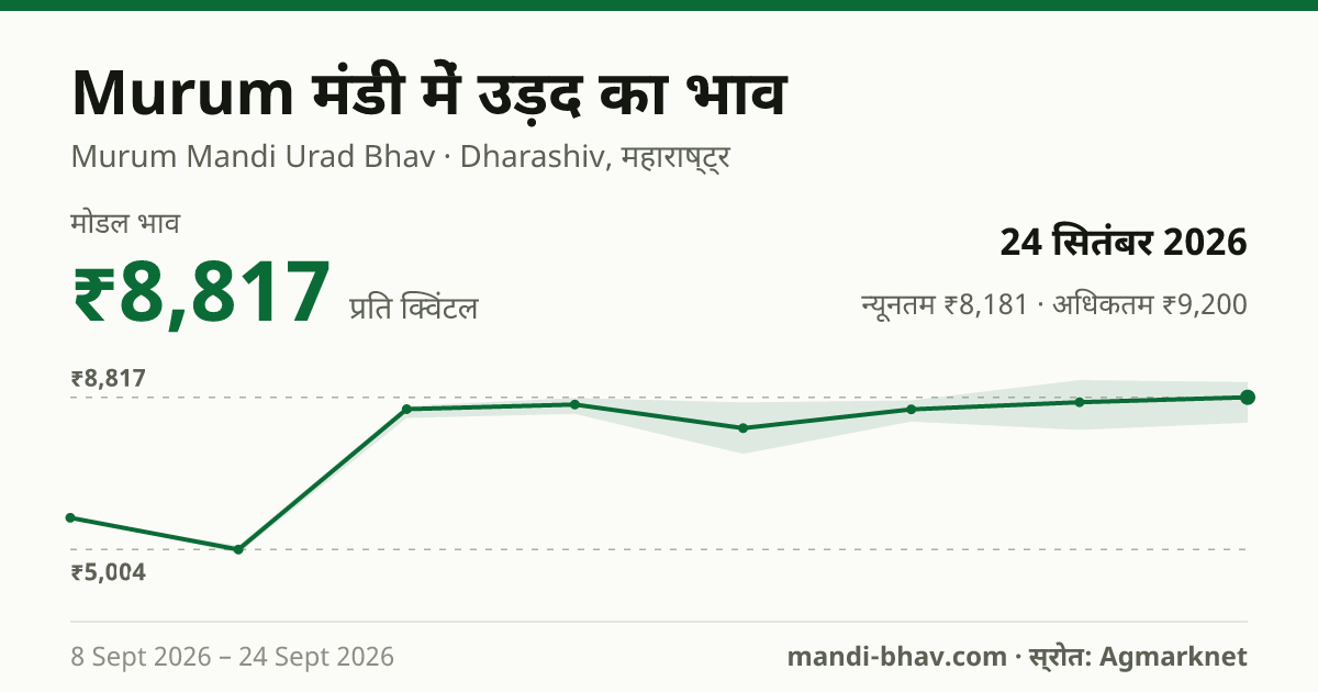 Murum मंडी में उड़द का भाव 24 सितंबर 2026: मोडल ₹8,817 प्रति क्विंटल, भाव के रुझान का चार्ट