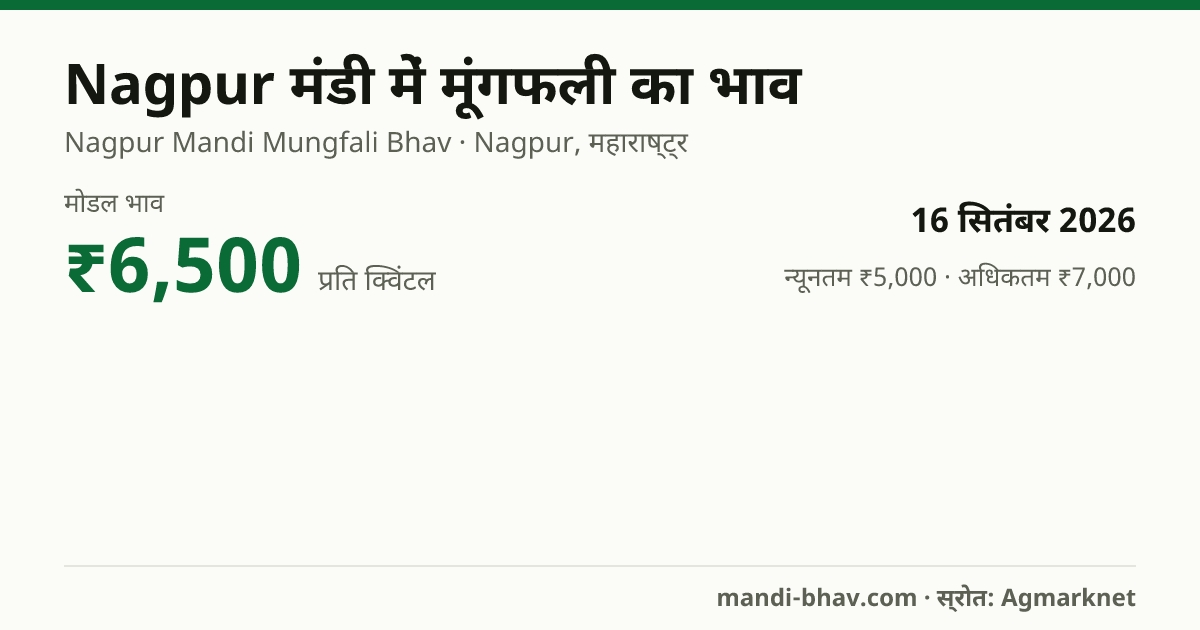 Nagpur मंडी में मूंगफली का भाव 16 सितंबर 2026: मोडल ₹6,500 प्रति क्विंटल, भाव के रुझान का चार्ट