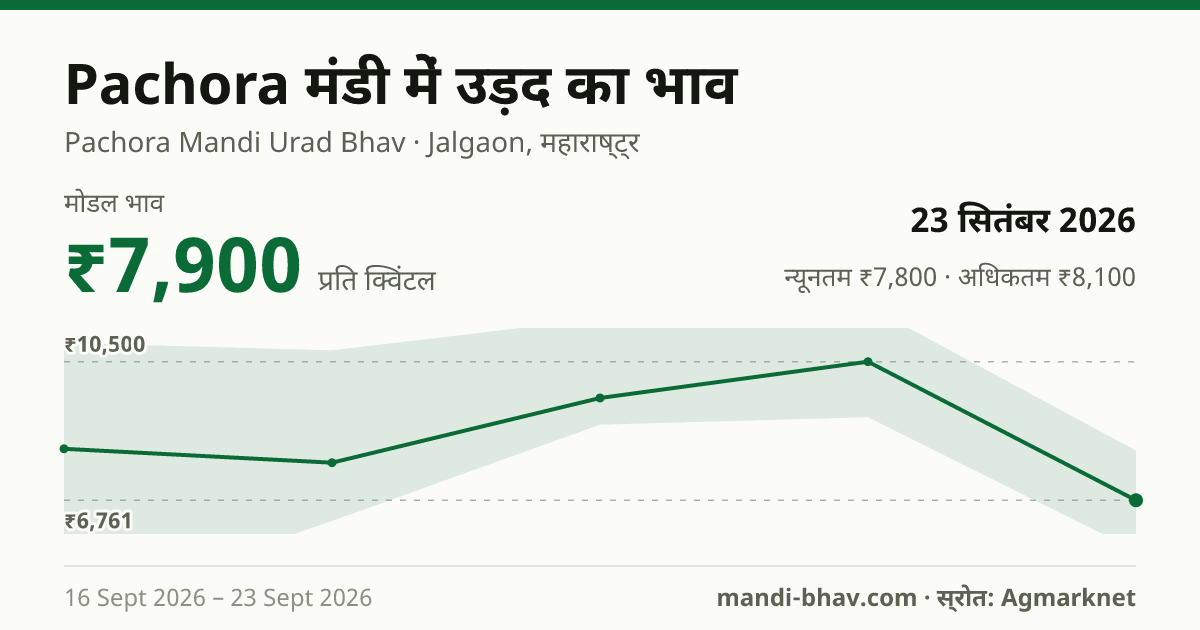 Pachora मंडी में उड़द का भाव 23 सितंबर 2026: मोडल ₹7,900 प्रति क्विंटल, भाव के रुझान का चार्ट