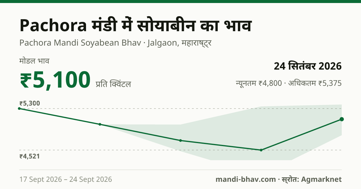 Pachora मंडी में सोयाबीन का भाव 24 सितंबर 2026: मोडल ₹5,100 प्रति क्विंटल, भाव के रुझान का चार्ट