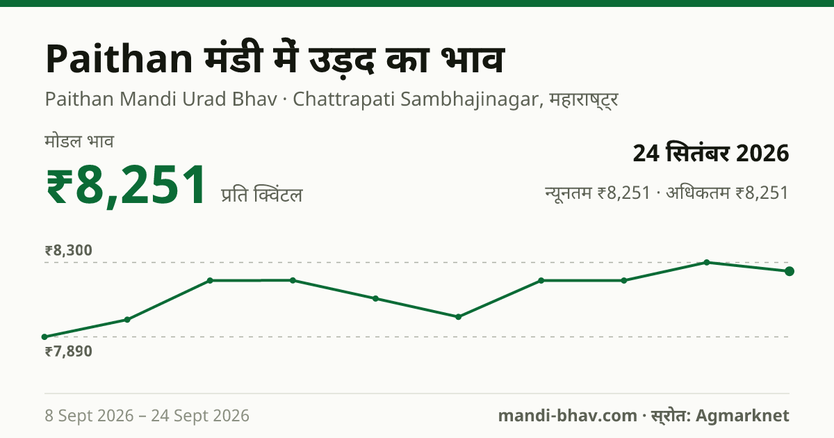 Paithan मंडी में उड़द का भाव 24 सितंबर 2026: मोडल ₹8,251 प्रति क्विंटल, भाव के रुझान का चार्ट