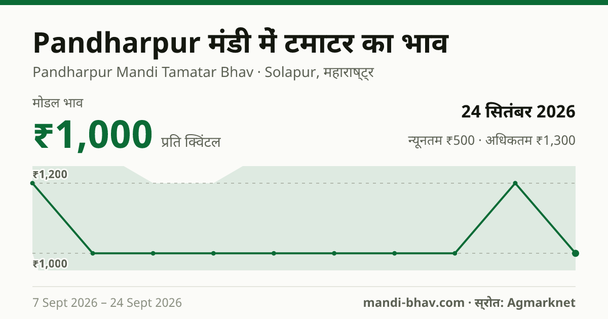 Pandharpur मंडी में टमाटर का भाव 24 सितंबर 2026: मोडल ₹1,000 प्रति क्विंटल, भाव के रुझान का चार्ट