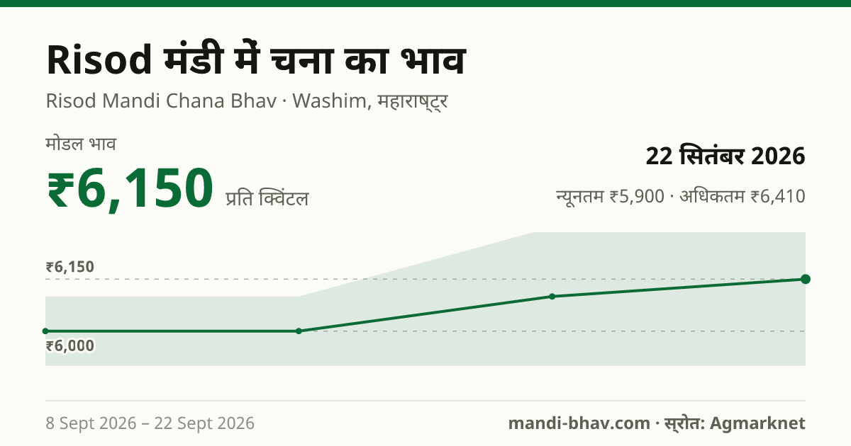 Risod मंडी में चना का भाव 22 सितंबर 2026: मोडल ₹6,150 प्रति क्विंटल, भाव के रुझान का चार्ट