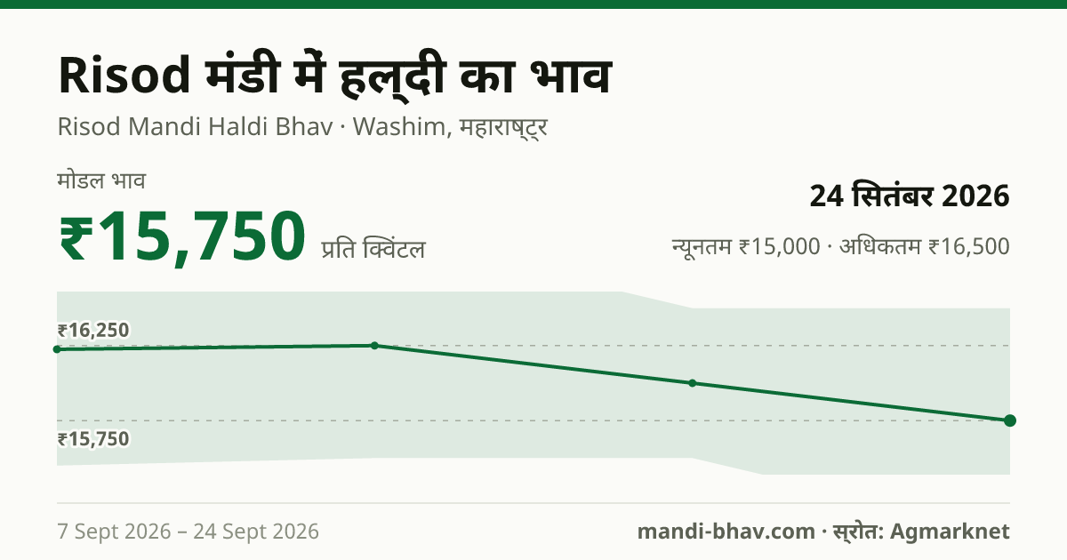 Risod मंडी में हल्दी का भाव 24 सितंबर 2026: मोडल ₹15,750 प्रति क्विंटल, भाव के रुझान का चार्ट