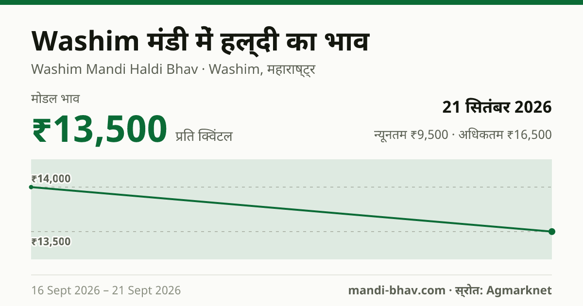 Washim मंडी में हल्दी का भाव 21 सितंबर 2026: मोडल ₹13,500 प्रति क्विंटल, भाव के रुझान का चार्ट