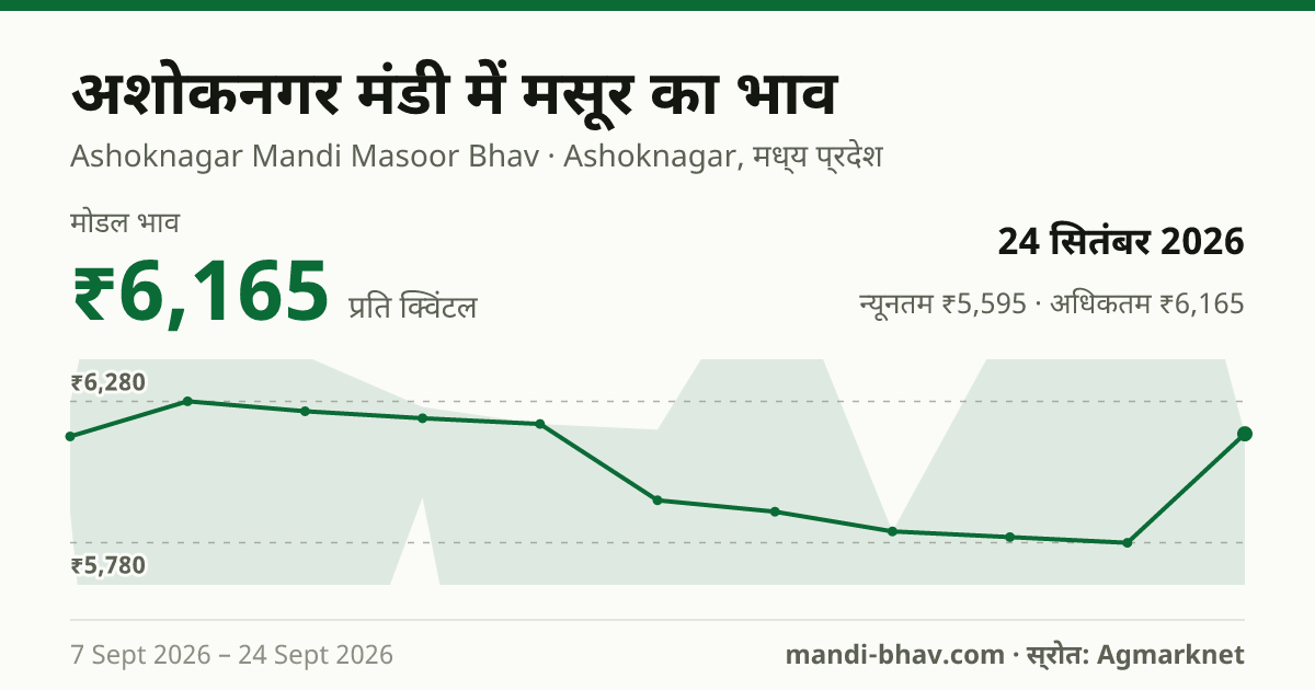 अशोकनगर मंडी में मसूर का भाव 24 सितंबर 2026: मोडल ₹6,165 प्रति क्विंटल, भाव के रुझान का चार्ट