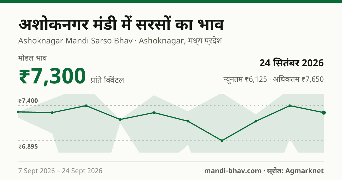 अशोकनगर मंडी में सरसों का भाव 24 सितंबर 2026: मोडल ₹7,300 प्रति क्विंटल, भाव के रुझान का चार्ट