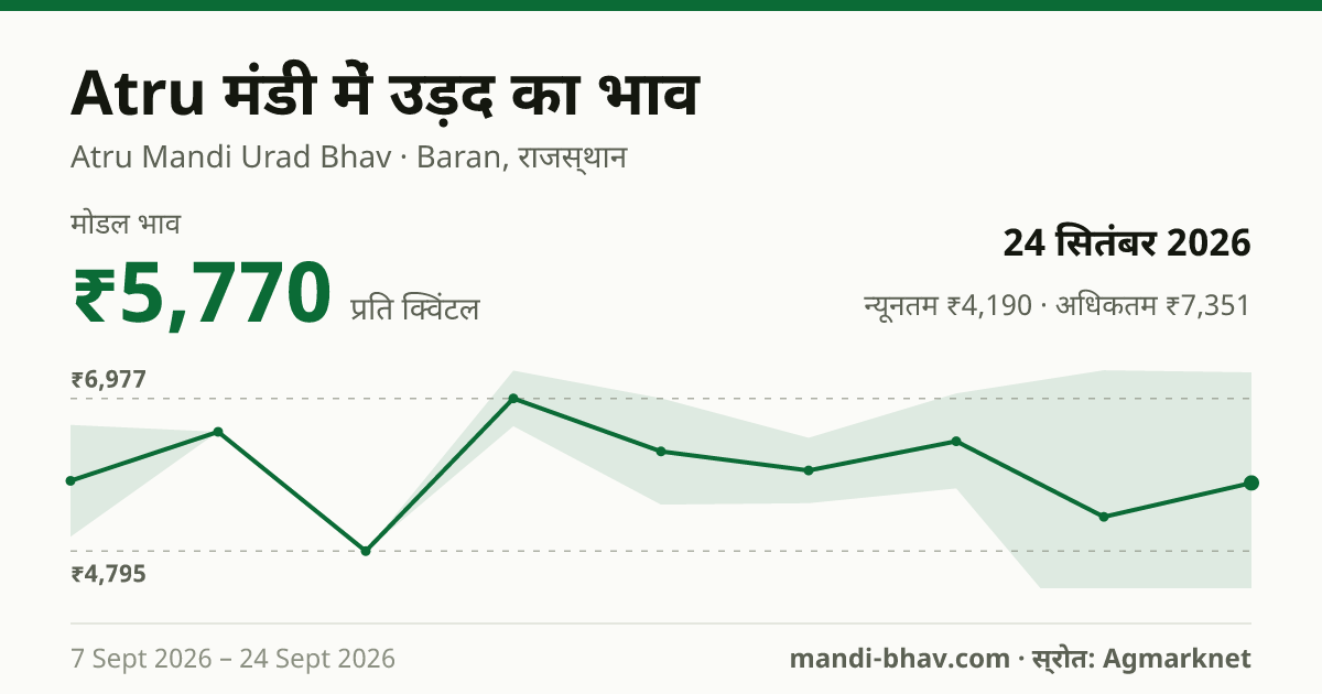 Atru मंडी में उड़द का भाव 24 सितंबर 2026: मोडल ₹5,770 प्रति क्विंटल, भाव के रुझान का चार्ट