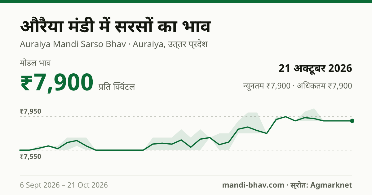 औरैया मंडी में सरसों का भाव 21 अक्टूबर 2026: मोडल ₹7,900 प्रति क्विंटल, भाव के रुझान का चार्ट