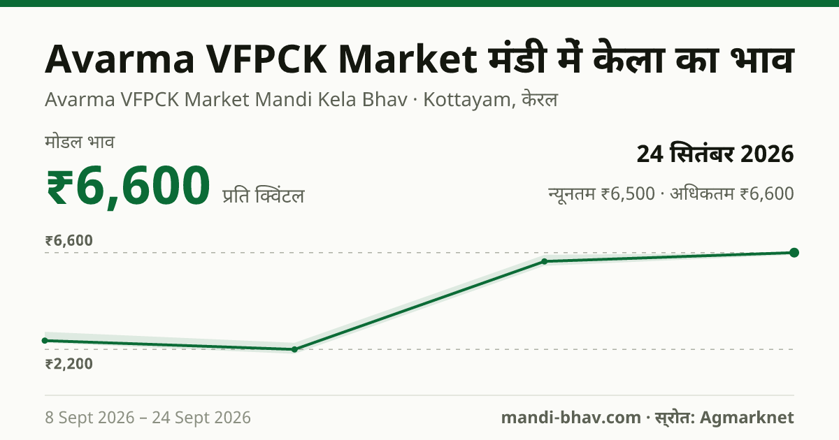 Avarma VFPCK Market मंडी में केला का भाव 24 सितंबर 2026: मोडल ₹6,600 प्रति क्विंटल, भाव के रुझान का चार्ट