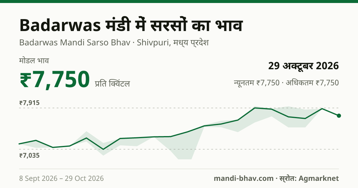 Badarwas मंडी में सरसों का भाव 29 अक्टूबर 2026: मोडल ₹7,750 प्रति क्विंटल, भाव के रुझान का चार्ट