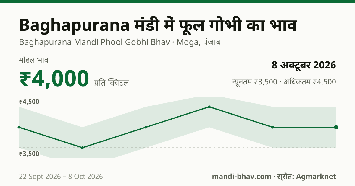 Baghapurana मंडी में फूल गोभी का भाव 8 अक्टूबर 2026: मोडल ₹4,000 प्रति क्विंटल, भाव के रुझान का चार्ट