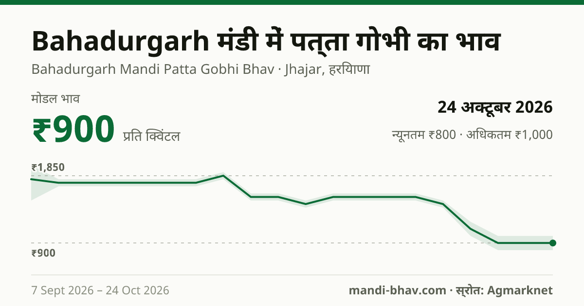 Bahadurgarh मंडी में पत्ता गोभी का भाव 24 अक्टूबर 2026: मोडल ₹900 प्रति क्विंटल, भाव के रुझान का चार्ट