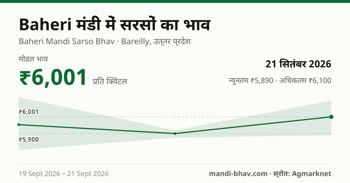 Baheri मंडी में सरसों का भाव 21 सितंबर 2026: मोडल ₹6,001 प्रति क्विंटल, भाव के रुझान का चार्ट
