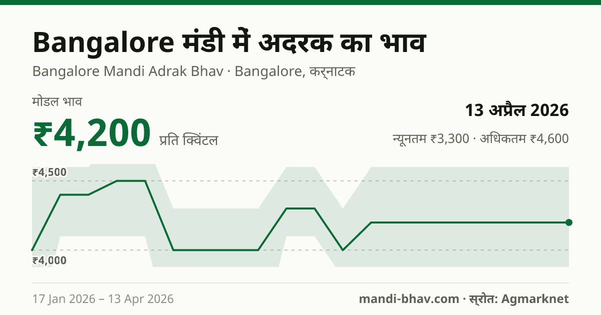 Bangalore मंडी में अदरक का भाव 13 अप्रैल 2026: मोडल ₹4,200 प्रति क्विंटल, भाव के रुझान का चार्ट