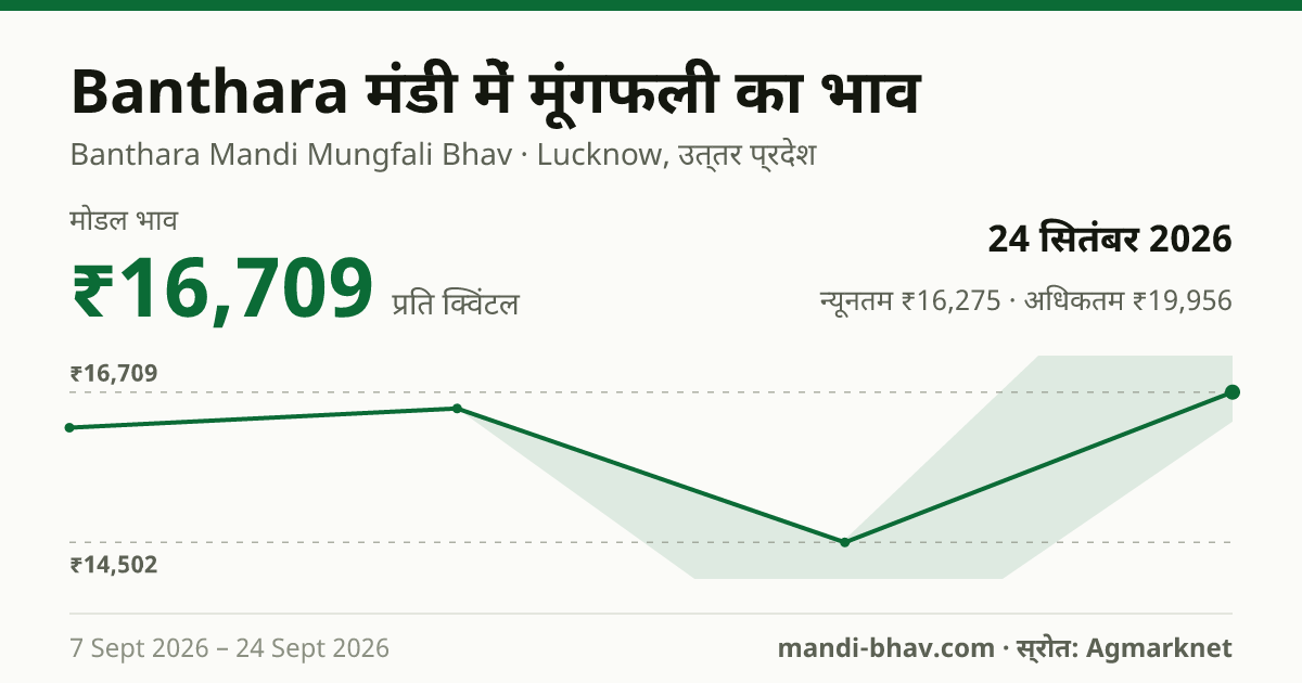 Banthara मंडी में मूंगफली का भाव 24 सितंबर 2026: मोडल ₹16,709 प्रति क्विंटल, भाव के रुझान का चार्ट