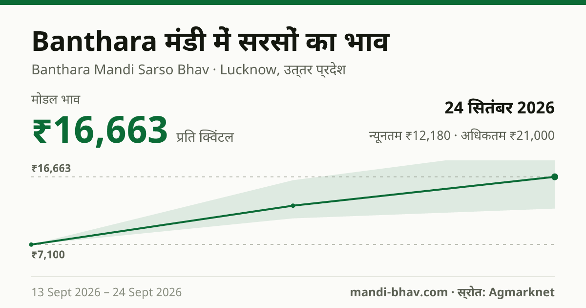 Banthara मंडी में सरसों का भाव 24 सितंबर 2026: मोडल ₹16,663 प्रति क्विंटल, भाव के रुझान का चार्ट