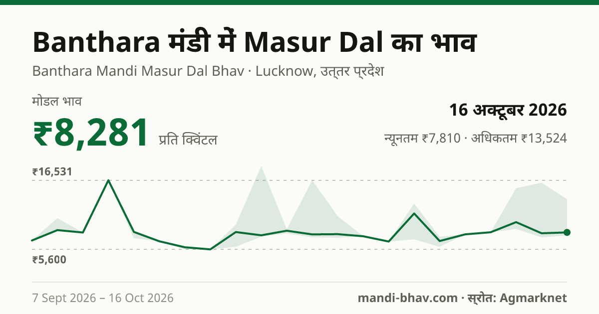 Banthara मंडी में Masur Dal का भाव 16 अक्टूबर 2026: मोडल ₹8,281 प्रति क्विंटल, भाव के रुझान का चार्ट