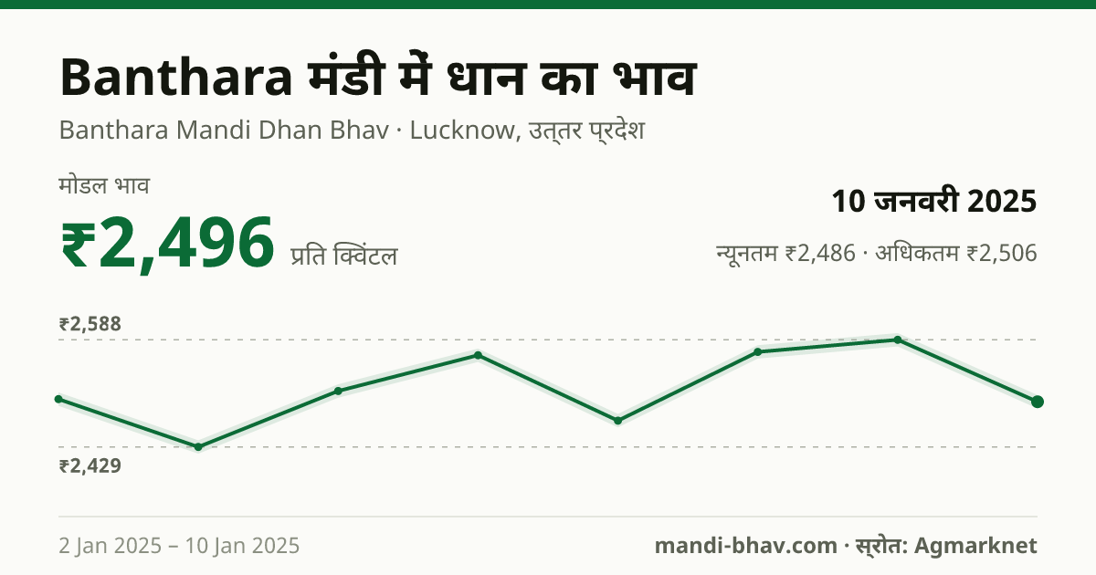 Banthara मंडी में धान का भाव 10 जनवरी 2025: मोडल ₹2,496 प्रति क्विंटल, भाव के रुझान का चार्ट