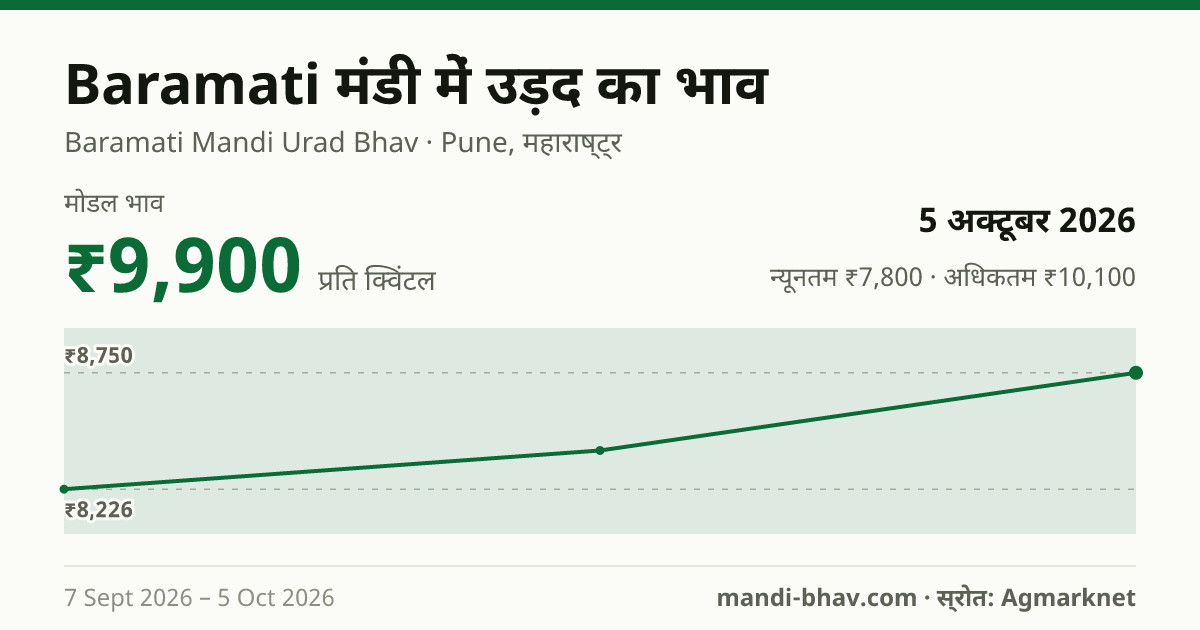 Baramati मंडी में उड़द का भाव 5 अक्टूबर 2026: मोडल ₹9,900 प्रति क्विंटल, भाव के रुझान का चार्ट